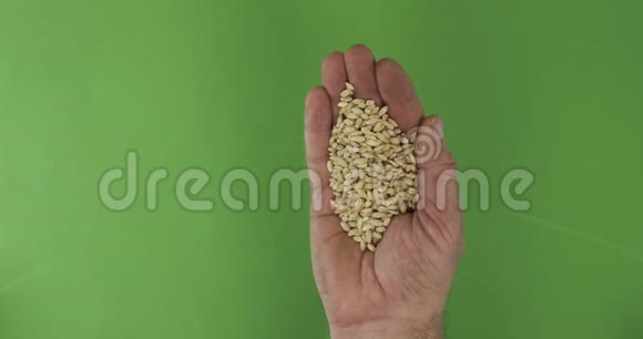 农夫在手掌中捧着珍珠大麦手中的一堆谷物落在绿色的背景上视频的预览图