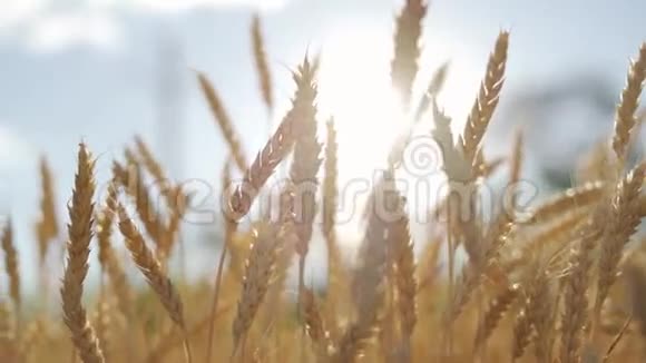 熟冬麦田黄粮收获视频的预览图