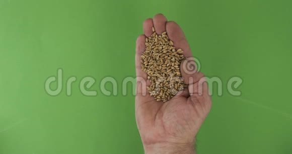 农夫手捧麦粒手中的一堆谷物落在绿色的背景上视频的预览图