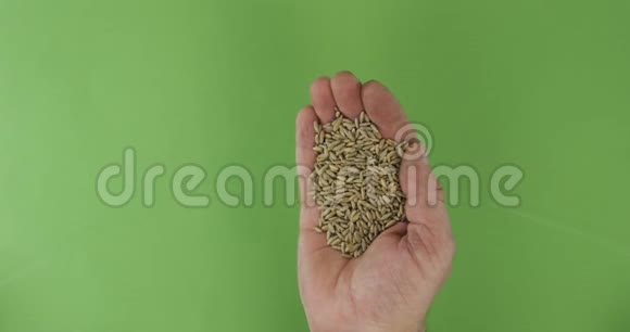 农夫手里拿着黑麦手中的一堆谷物落在绿色的背景上视频的预览图