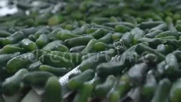 蔬菜加工自动生产线保存黄瓜黄瓜罐头装有黄瓜和香料的玻璃瓶视频的预览图