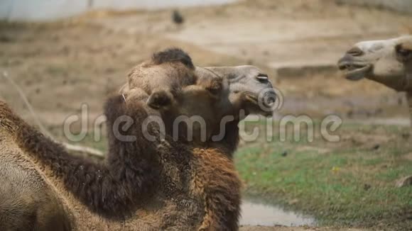两只骆驼躺在草坪上视频的预览图