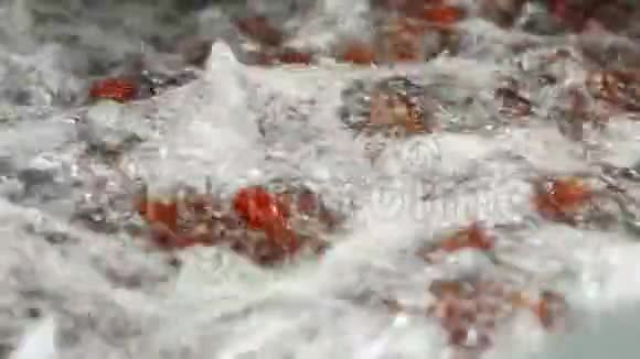 蔬菜加工用自动洗涤线保存西红柿罐装番茄带西红柿的玻璃瓶视频的预览图