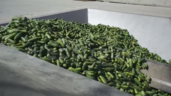 工厂黄瓜储存保存黄瓜黄瓜罐头装有黄瓜和香料的玻璃瓶视频的预览图