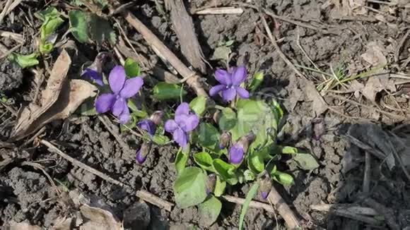 甜蜜的紫罗兰第一朵春花之一视频的预览图
