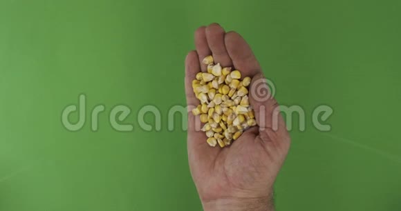 农夫手里拿着玉米粒手中的一堆谷物落在绿色的背景上视频的预览图