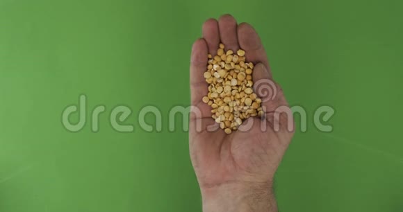 农夫手里拿着豌豆粒手中的一堆谷物落在绿色的背景上视频的预览图