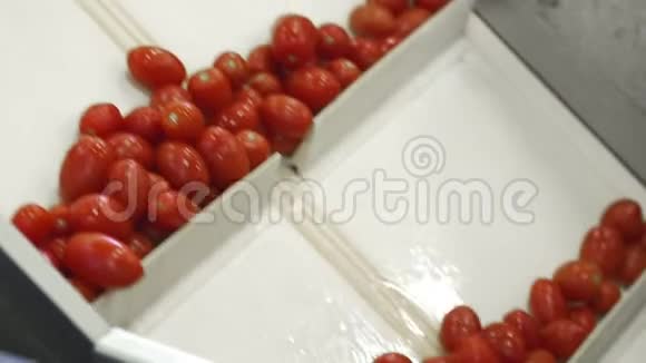 罐头厂生产罐装蔬菜产品保存西红柿罐装番茄有西红柿的玻璃瓶视频的预览图