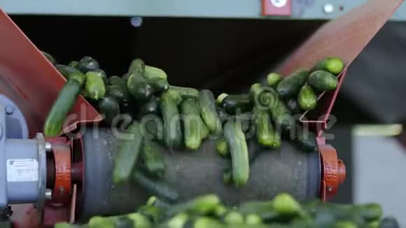关闭蔬菜加工自动生产线保存黄瓜黄瓜罐头有玻璃瓶的视频的预览图
