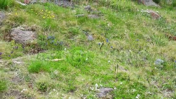 美丽的春天背景野花盛开在高山草甸高高的山上视频的预览图