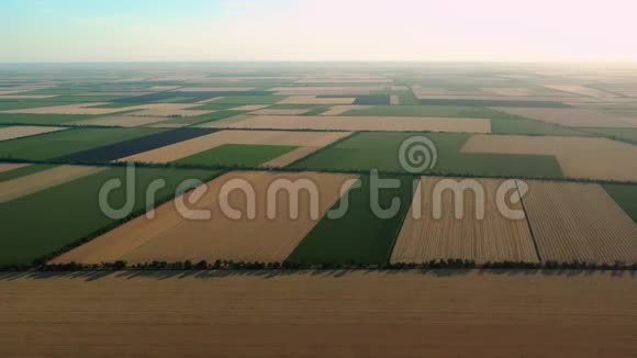 农田鸟瞰图不同成熟作物的长方形田地视频的预览图