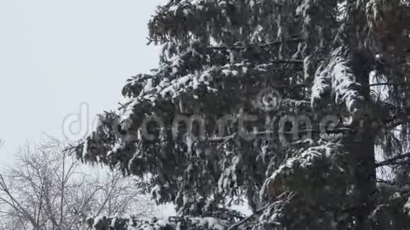 冬天的自然松枝带雪在大风中摇曳暴风雪里的大树针和棕色锥新年或视频的预览图