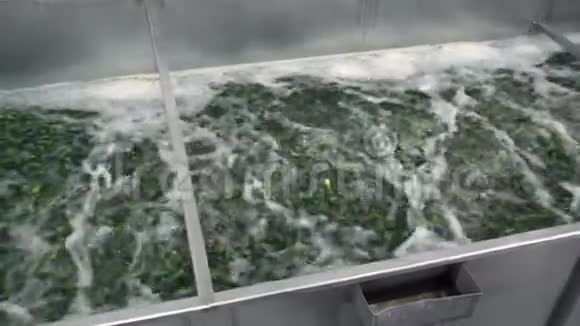 蔬菜加工用自动洗涤线保存黄瓜黄瓜罐头黄瓜玻璃罐视频的预览图