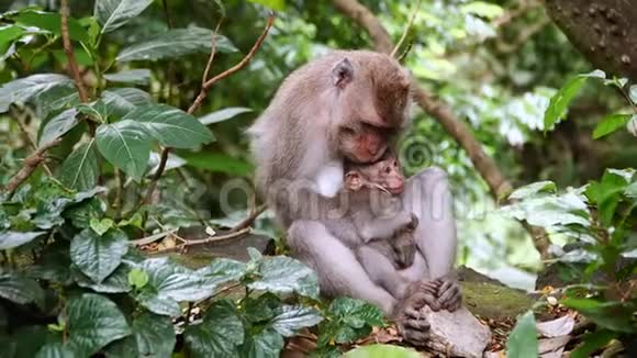 猴子一家人坐在绿色丛林森林的一棵树上母子俩视频的预览图
