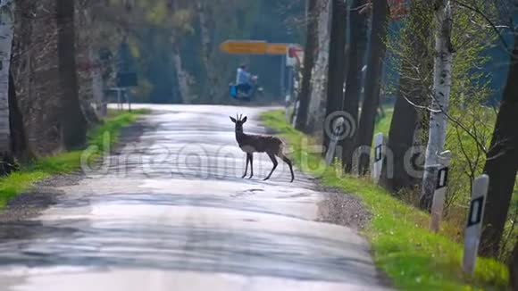 德国北部的一只鹿站在街道上不久就穿过灌木丛跑开了视频的预览图