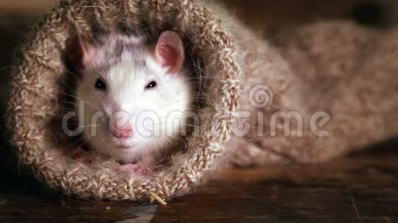可爱的灰白色老鼠从羊毛袜子里窥视视频的预览图