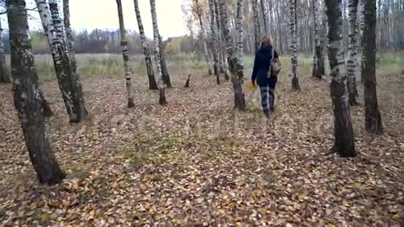 一个身材苗条的女人穿着一件蓝色夹克肩上背着一个背包走在秋天森林里的白桦林中视频的预览图
