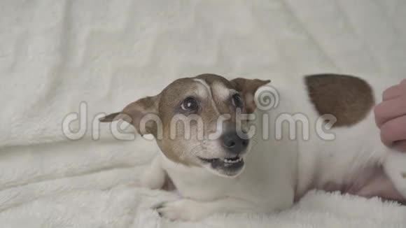 美丽的小狗躺在白毛巾上对着女士咆哮视频的预览图