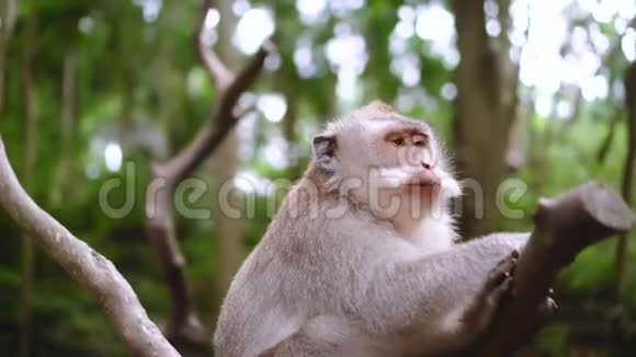 猴子坐在树上吃东西绿野丛林环绕野生动物园视频的预览图