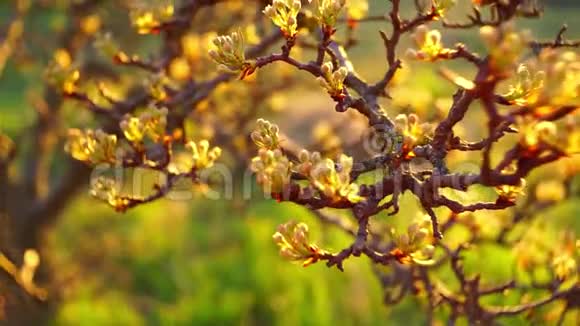 年轻的桦树在树枝上叶子阳光明媚的春天花园有阳光有选择的焦点自然背景视频的预览图