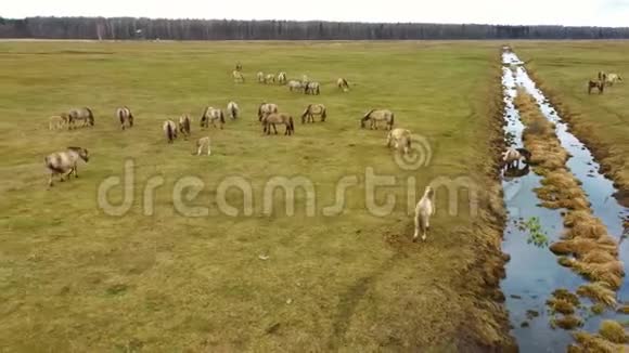 鸟瞰野生牛与幼牛和小牛科尼克马和视频的预览图