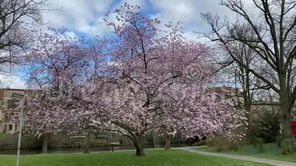 在晴朗的日子樱花树在布伦瑞克城市公园里盛开视频的预览图