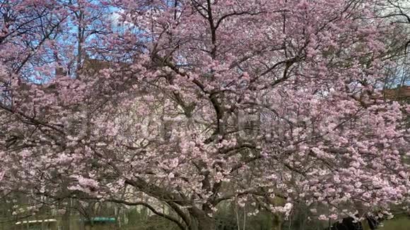 阳光明媚的布伦瑞克市公园盛开的樱花树视频的预览图