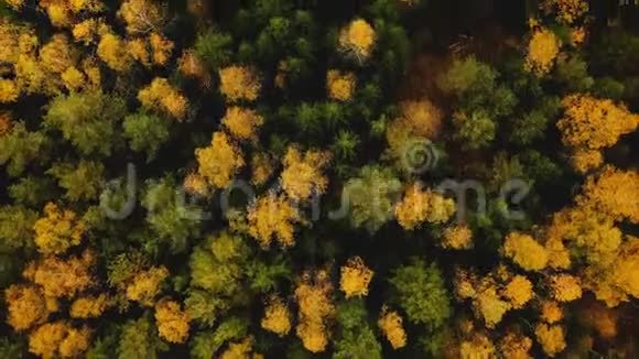 俯视无人机飞行在令人惊叹的郁郁葱葱的绿黄树梢之上美丽温暖的大气秋林景观视频的预览图