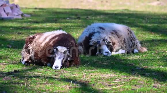 杰克布羊平静地躺在草地上轻松自在视频的预览图