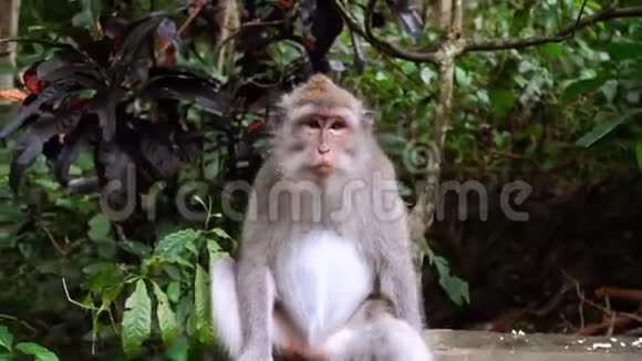 灰猴在丛林中靠近镜头在绿色的热带树叶之间视频的预览图