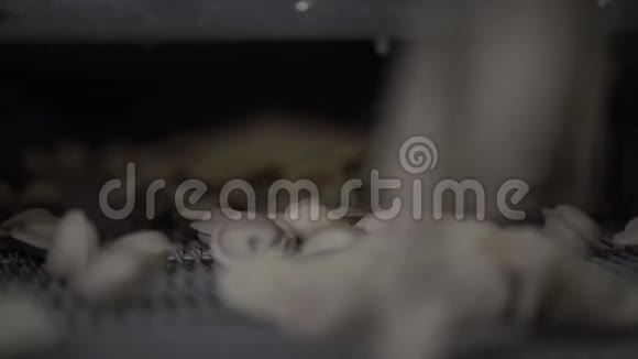 在饺子厂关闭自动机器生产过程的录像新鲜生料球团沿输送带移动视频的预览图