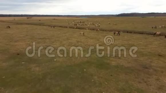 鸟瞰野生牛与幼牛和壁虎科尼克马和泡沫放牧喂奶视频的预览图