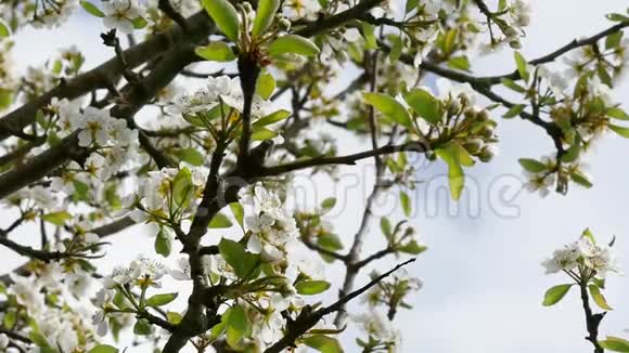 梨树上美丽的春花视频的预览图