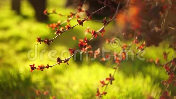 小红叶子的巴宝莉灌木生长在一个生动的春天花园里视频的预览图