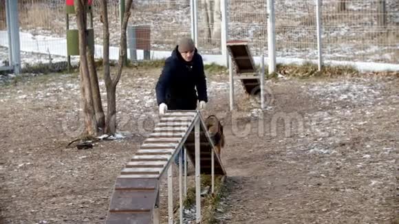 户外狗的特殊训练场一只受过训练的德国牧羊犬在看台上下奔跑视频的预览图