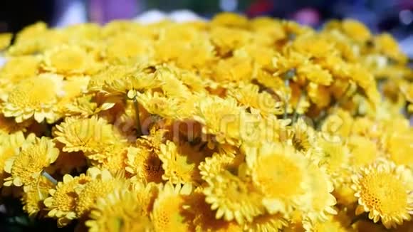 黄色菊花雏菊花背景图案在花园中绽放视频的预览图