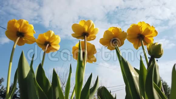 在阳光明媚的春天里花园里盛开的黄色郁金香花迎风蓝天摇曳视频的预览图