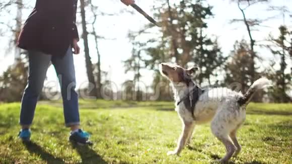 泰瑞在公园里和他的情妇玩一只狗咬了一根棍子跳了起来一只小狗和他的小狗视频的预览图