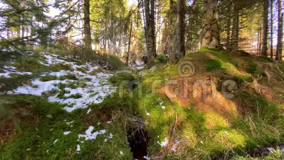 去年冬天的日子阳光明媚绿油油粗糙的哈兹山林景观德国有一条小溪视频的预览图