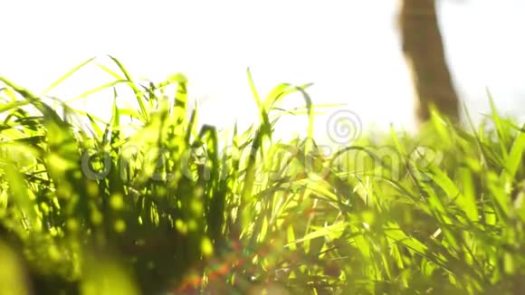 鲜绿的草长在阳光明媚的草地上视频的预览图