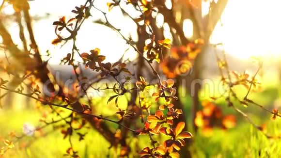 一株美丽的巴宝莉小红叶子生长在明媚的春天阳光明媚的花园里视频的预览图