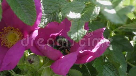 两只绿色的蜜蜂在粉红色的花朵上吃花蜜视频的预览图