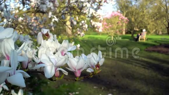 日落时的英国花园盛开的玉兰树枝视频的预览图