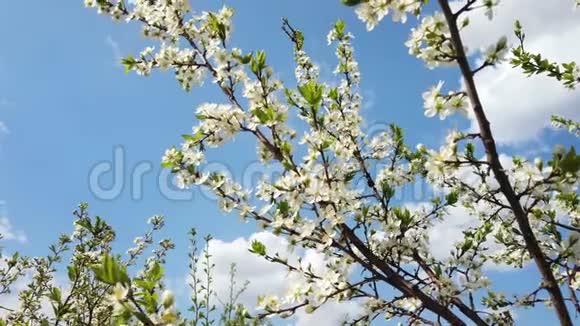 春天阳光明媚的一天樱花树枝在风中摇曳视频的预览图