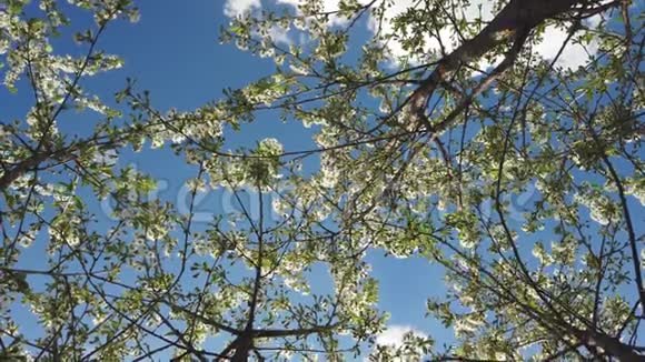 迎着蓝天春暖花开的樱花在风中摇曳视频的预览图