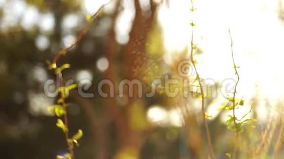 在春天的花园里用嫩绿的小叶子织着柳树的枝条太阳射线光谱视频的预览图