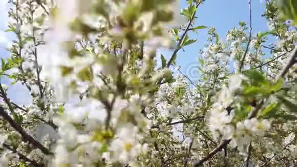 春天阳光明媚的一天樱花盛开的枝条视频的预览图