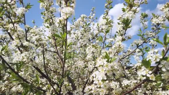 春天阳光明媚的日子里盛开的梅枝视频的预览图