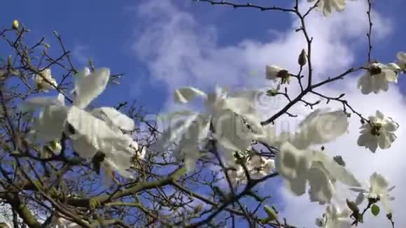 在阳光明媚的日子里伦敦春天公园的蓝天背景上盛开着木兰花白花树枝视频的预览图