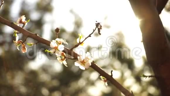 杏树枝有白色美丽的花朵阳光光谱视频的预览图